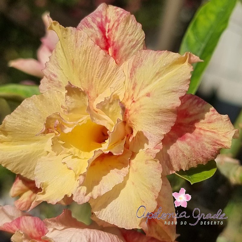 ROSA DO DESERTO ARIEL | COLEÇÃO PRINCESAS | MULTIPÉTALAS - Apolonia Grade