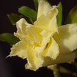 ROSA DO DESERTO ASA DE ANJO AMARELO LIMÃO | MULTIPÉTALAS - Apolonia Grade