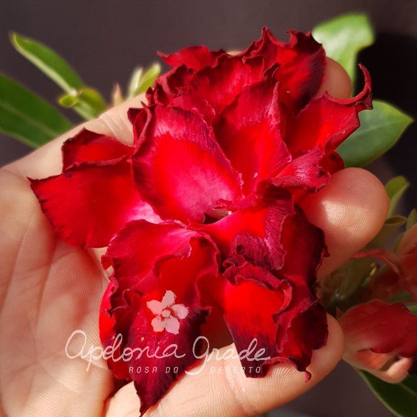 ROSA DO DESERTO ASA DE ANJO VP (Vermelho e Preto) - Apolonia Grade