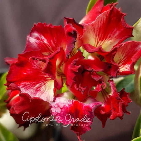 ROSA DO DESERTO ASTRID | MULTIPÉTALAS - Apolonia Grade