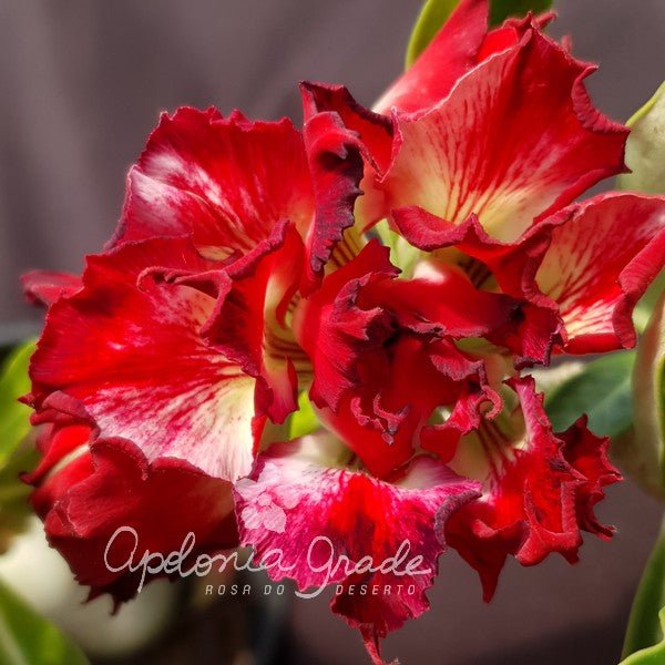 ROSA DO DESERTO ASTRID | MULTIPÉTALAS - Apolonia Grade
