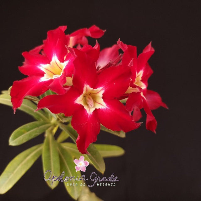 ROSA DO DESERTO ASTRO| SINGELA - Apolonia Grade