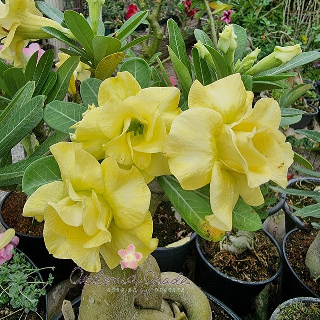 ROSA DO DESERTO AURIUM DOURADA | DOBRADA - Apolonia Grade