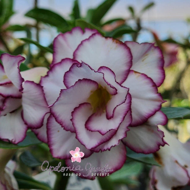 ROSA DO DESERTO BABALU |MULTIPÉTALAS - Apolonia Grade