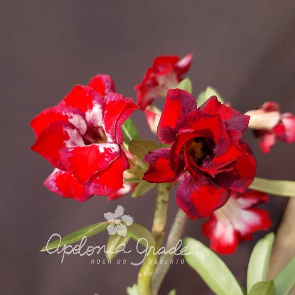 ROSA DO DESERTO BABY FASHION | DOBRADA - Apolonia Grade