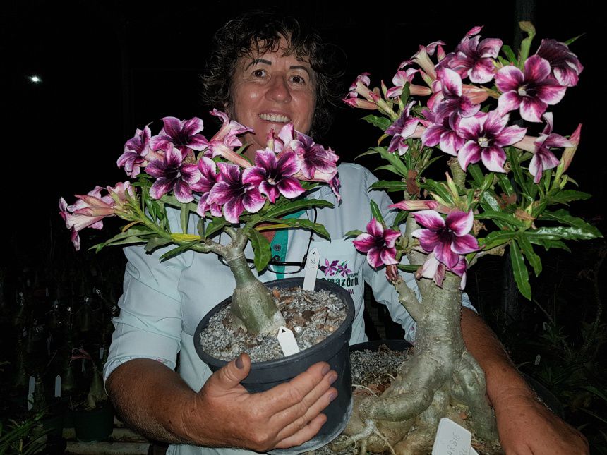 ROSA DO DESERTO BARBIE GIRL | PERFUMADA | COLEÇÃO BONECAS | SINGELA - Apolonia Grade