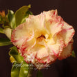 ROSA DO DESERTO BEAUTY PB | MULTIPÉTALAS - Apolonia Grade