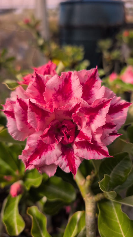 ROSA DO DESERTO BIG STAR | MULTIPÉTALAS - Apolonia Grade