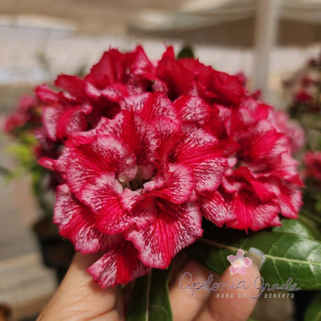 ROSA DO DESERTO BILLIE COLE | MULTIPÉTALAS - Apolonia Grade