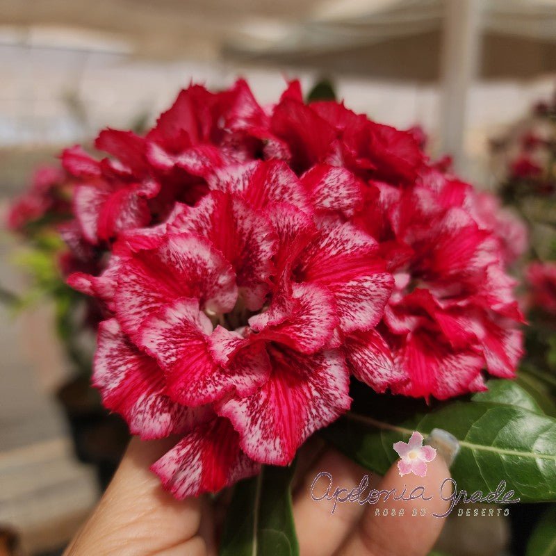 ROSA DO DESERTO BILLIE COLE | MULTIPÉTALAS - Apolonia Grade