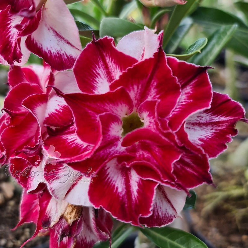 ROSA DO DESERTO BLACK AMARYLLIS | MULTIPÉTALAS - Apolonia Grade