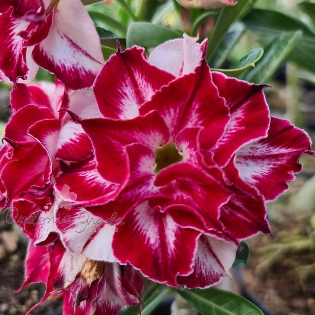 ROSA DO DESERTO BLACK AMARYLLIS | MULTIPÉTALAS - Apolonia Grade