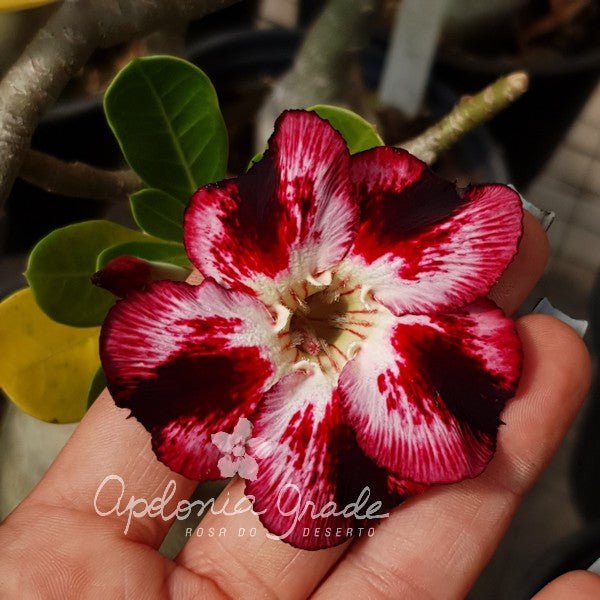 ROSA DO DESERTO BLACK CLUB | SINGELA - Apolonia Grade