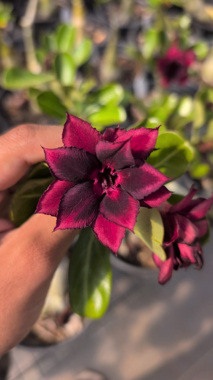 ROSA DO DESERTO BLACK COFFE | DOBRADA - Apolonia Grade