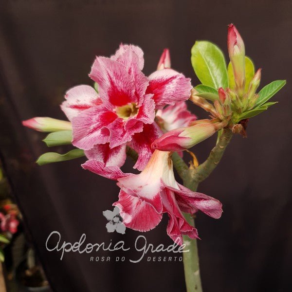 ROSA DO DESERTO BLACK DF DALILA | DOBRADA - Apolonia Grade