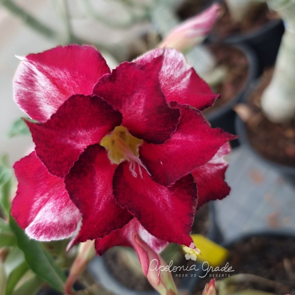 ROSA DO DESERTO BLACK FERRARI | DOBRADA - Apolonia Grade