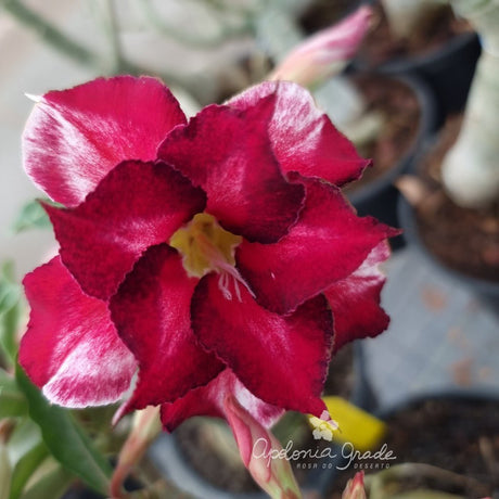 ROSA DO DESERTO BLACK FERRARI | DOBRADA - Apolonia Grade