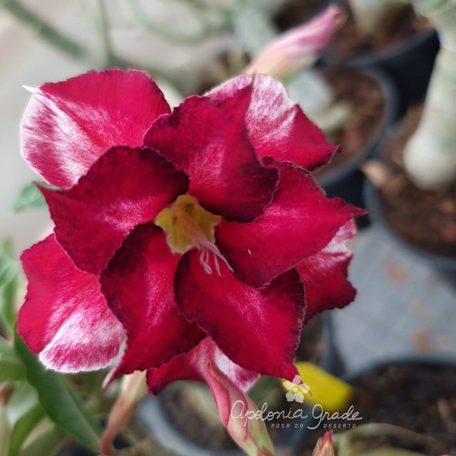 ROSA DO DESERTO BLACK FERRARI | DOBRADA - Apolonia Grade