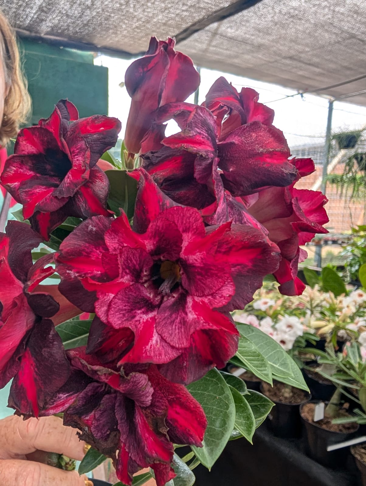 ROSA DO DESERTO BLACK SHODU | MULTIPÉTALAS Tamanho GRANDE - Apolonia Grade