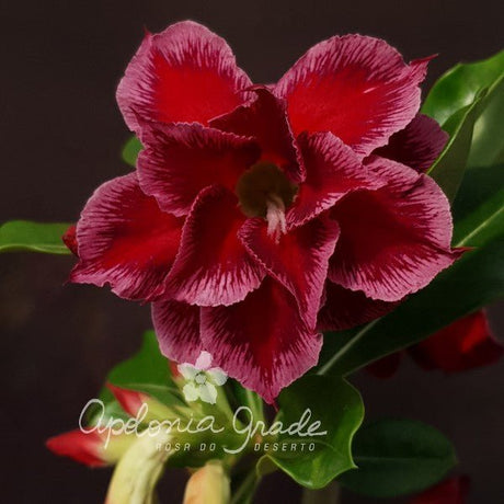 ROSA DO DESERTO BLUE MOON | DOBRADA - Apolonia Grade