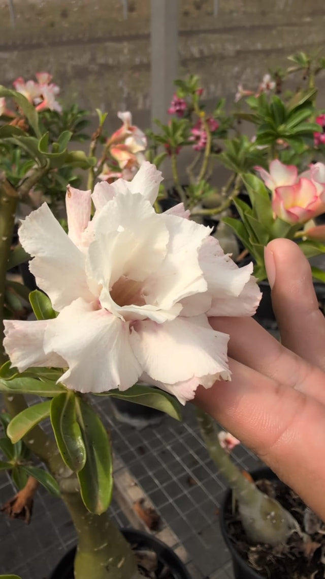 ROSA DO DESERTO BORIS ICE - Apolonia Grade