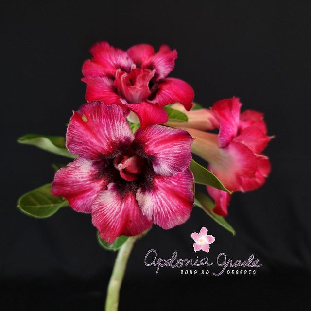 ROSA DO DESERTO BOUQUET CORA CORALINA | DOBRADA - Apolonia Grade