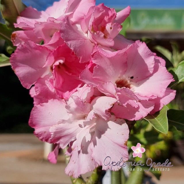 ROSA DO DESERTO BOUQUET TERNURINHA | DOBRADA - Apolonia Grade