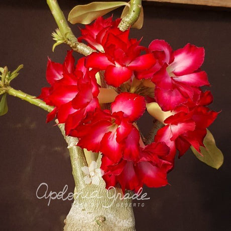 ROSA DO DESERTO BOUQUET VERMELHO | DOBRADA - Apolonia Grade