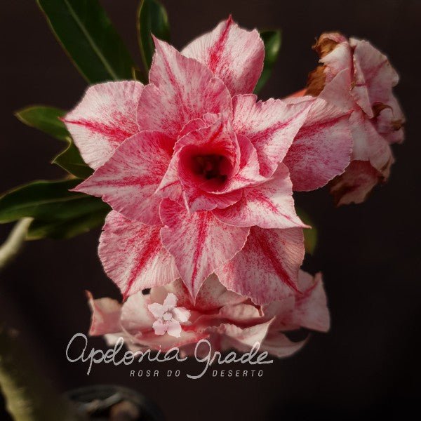 ROSA DO DESERTO BRAVO | MULTIPÉTALAS - Apolonia Grade