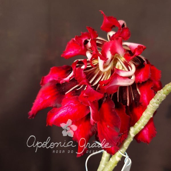 ROSA DO DESERTO CALIOPE | FLOR MEDUSA - Apolonia Grade