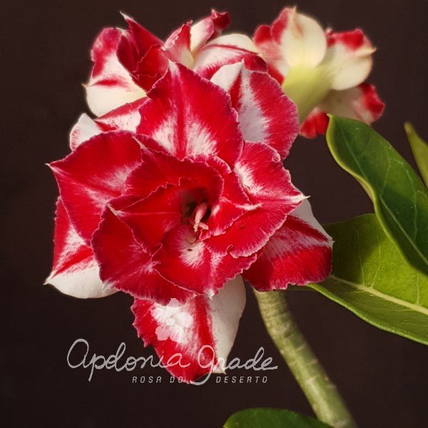 ROSA DO DESERTO CALISTO | MULTIPÉTALAS - Apolonia Grade