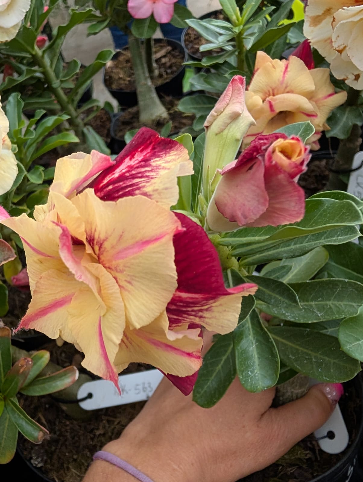 ROSA DO DESERTO CANAN 1 | AMARELA COM VERMELHO MULTIPÉTALAS - Apolonia Grade