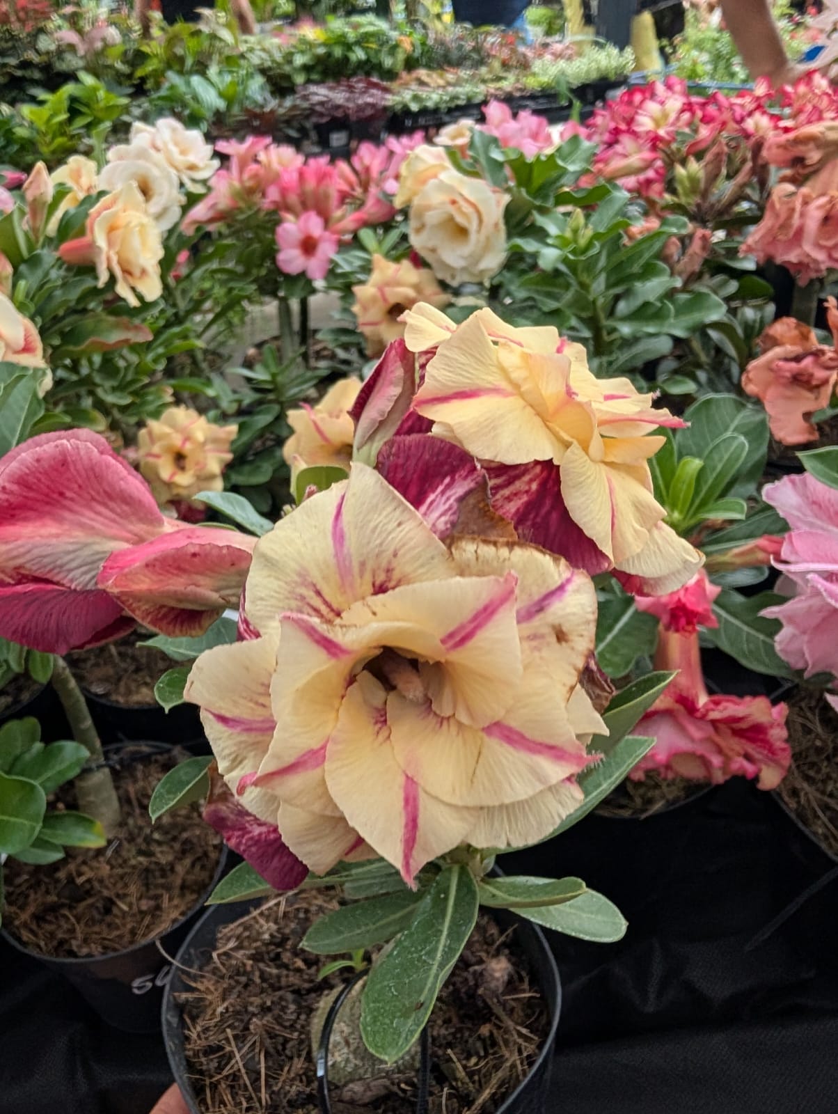 ROSA DO DESERTO CANAN 1 | AMARELA COM VERMELHO MULTIPÉTALAS - Apolonia Grade