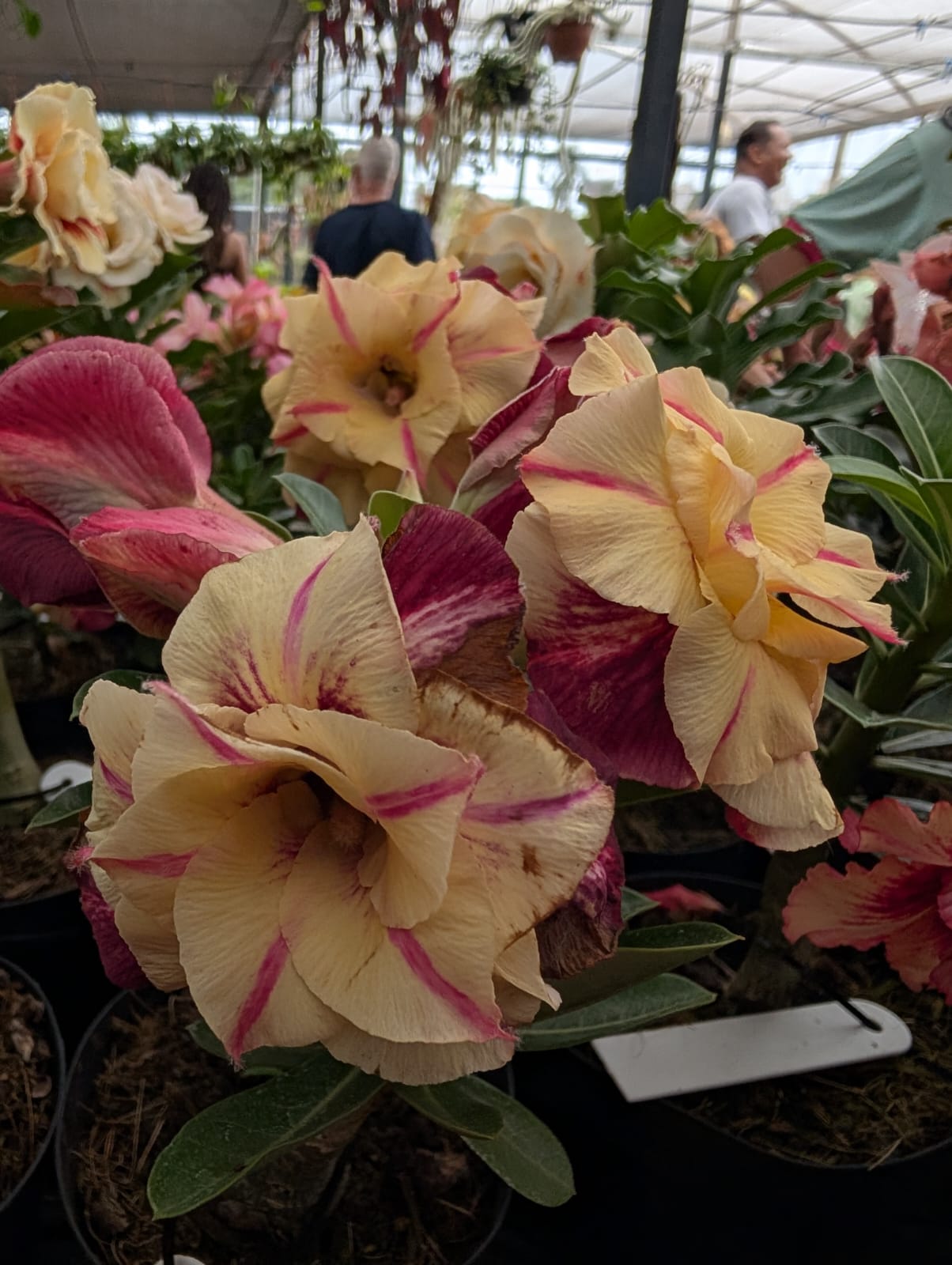 ROSA DO DESERTO CANAN 1 | AMARELA COM VERMELHO MULTIPÉTALAS - Apolonia Grade