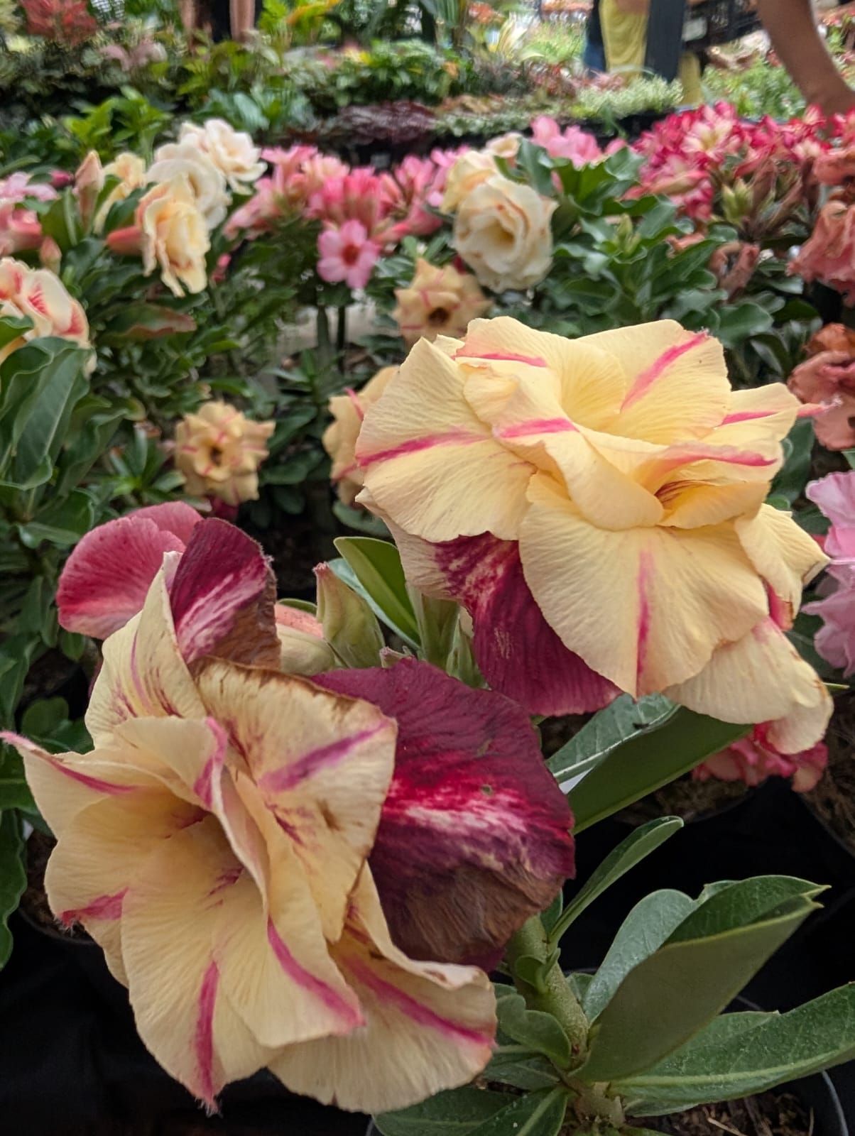 ROSA DO DESERTO CANAN 1 | AMARELA COM VERMELHO MULTIPÉTALAS - Apolonia Grade