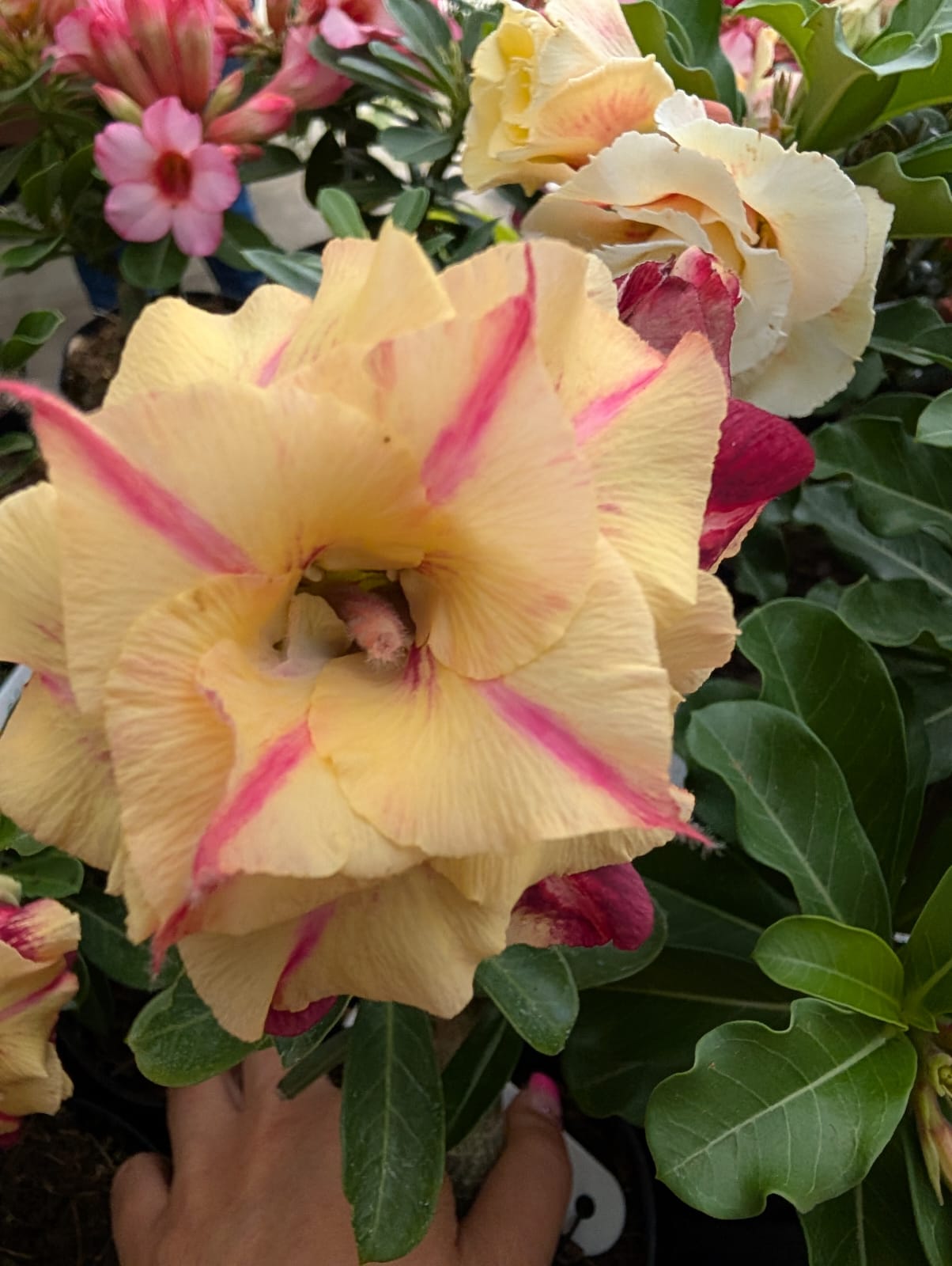 ROSA DO DESERTO CANAN 1 | AMARELA COM VERMELHO MULTIPÉTALAS - Apolonia Grade