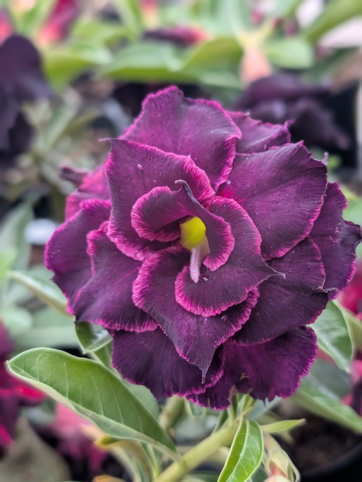 ROSA DO DESERTO Canan102 | NEGRA | MULTIPÉTALAS COM BORDAS NEON - Apolonia Grade