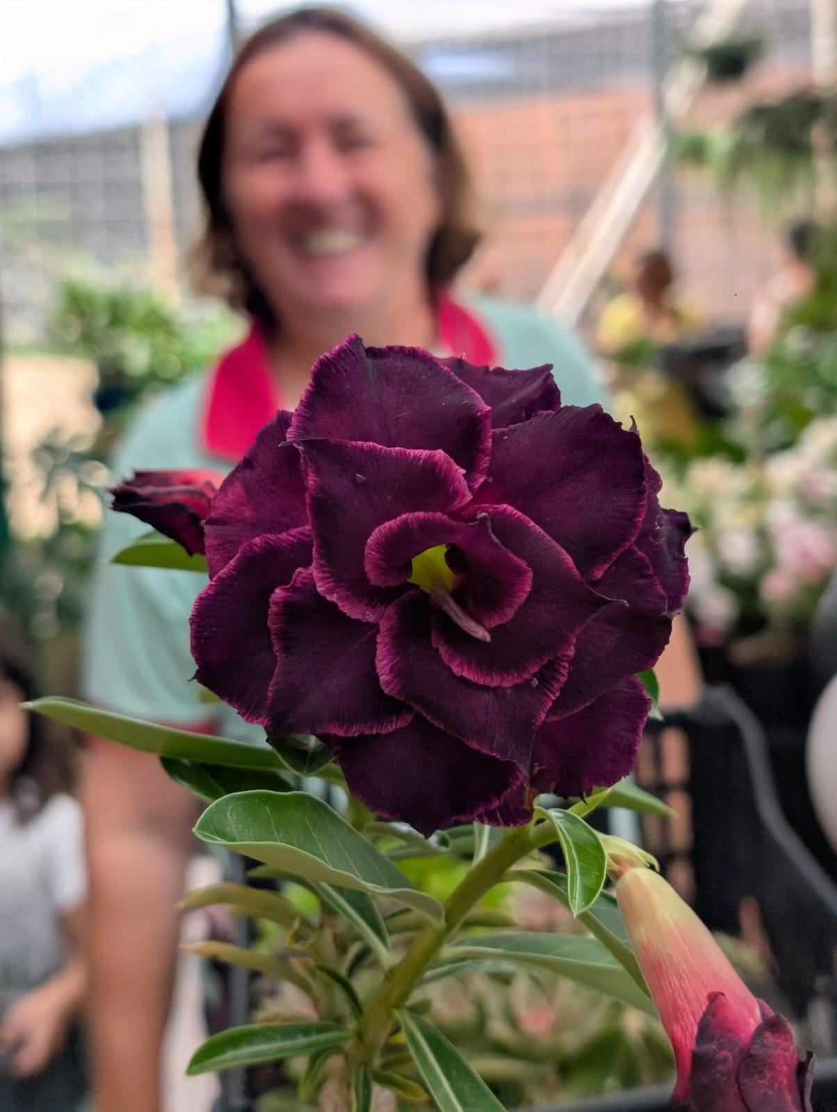 ROSA DO DESERTO Canan102 | NEGRA | MULTIPÉTALAS COM BORDAS NEON - Apolonia Grade