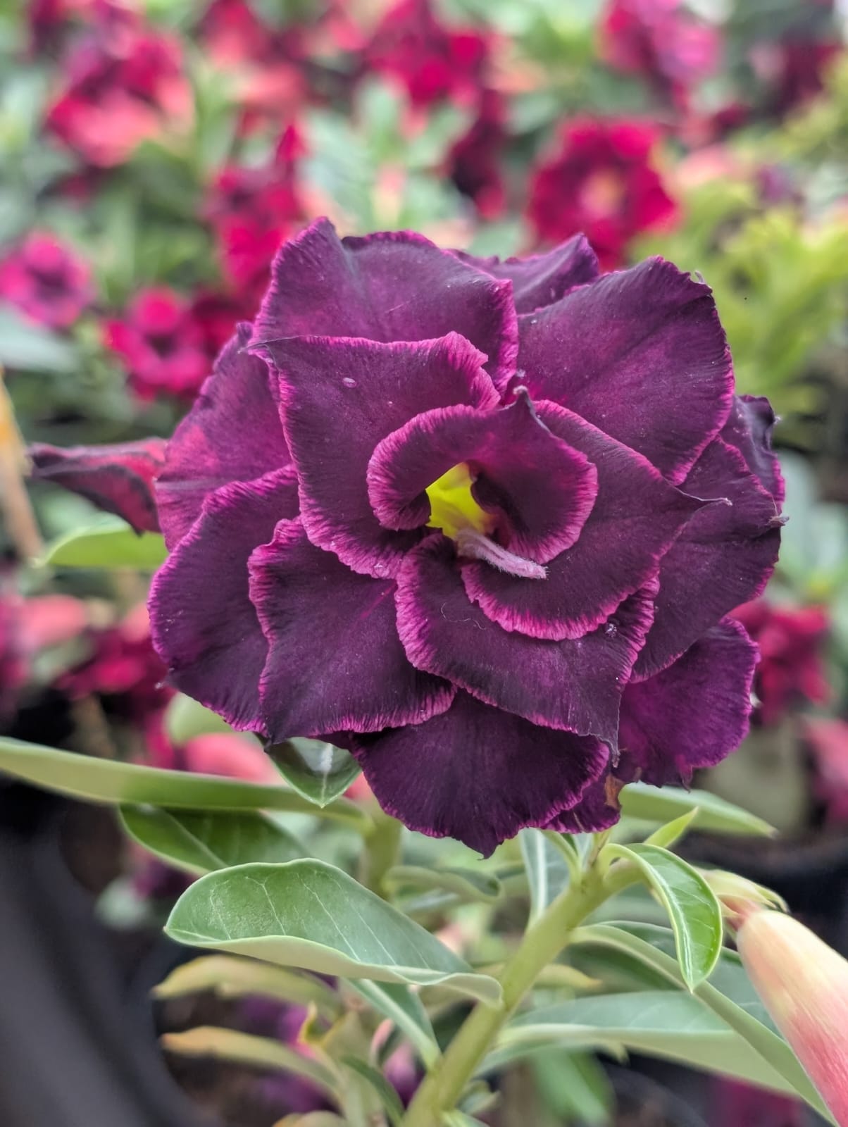 ROSA DO DESERTO Canan102 | NEGRA | MULTIPÉTALAS COM BORDAS NEON - Apolonia Grade