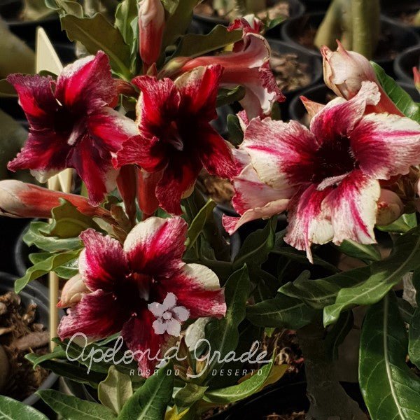 ROSA DO DESERTO CAPIXABA | SINGELA - Apolonia Grade