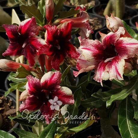 ROSA DO DESERTO CAPIXABA | SINGELA - Apolonia Grade