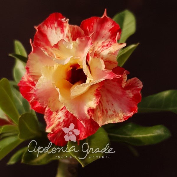 ROSA DO DESERTO CAROLINA | DOBRADA - Apolonia Grade