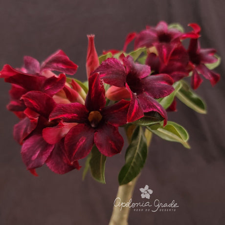 ROSA DO DESERTO CAROLINE | PERFUMADA | SINGELA - Apolonia Grade