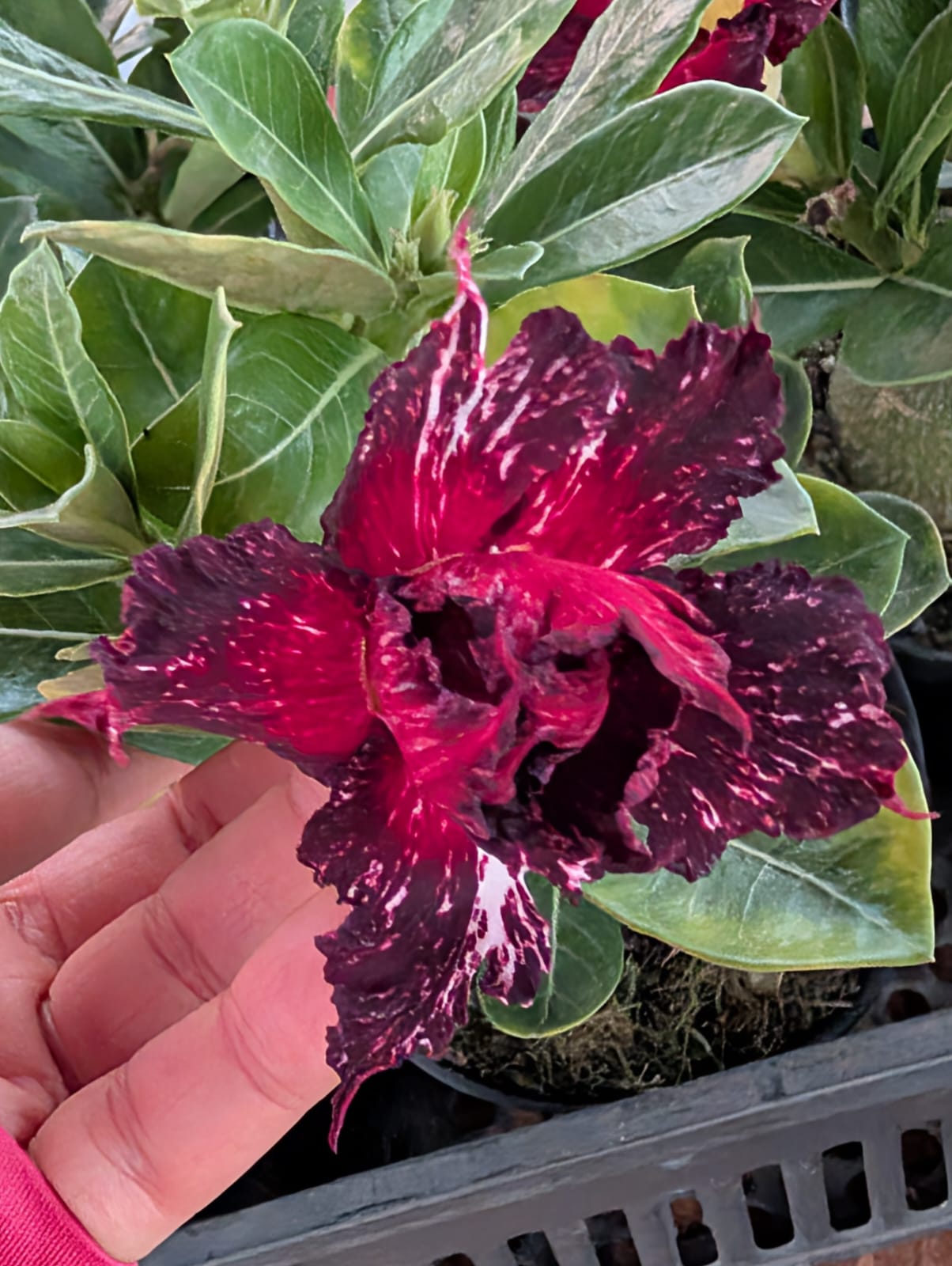 ROSA DO DESERTO CEU ESTRELADO | DOBRADA - Apolonia Grade