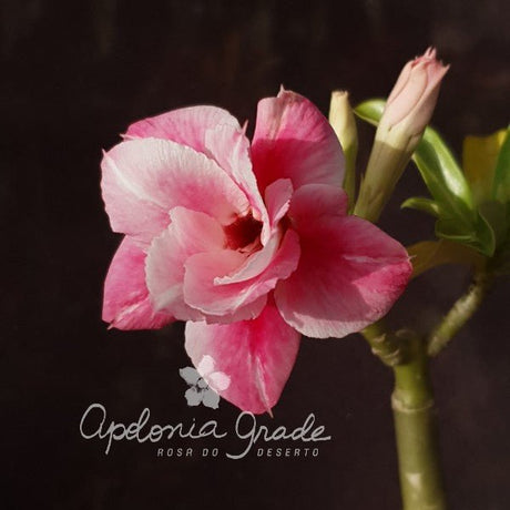 ROSA DO DESERTO CHANTILLY | DOBRADA - Apolonia Grade