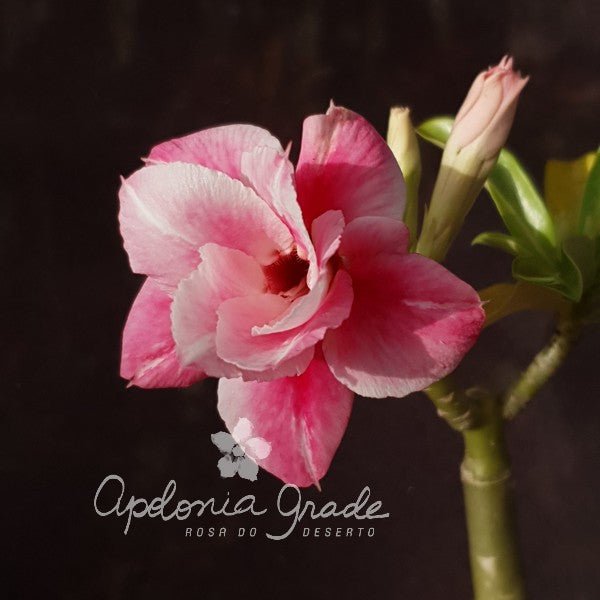 ROSA DO DESERTO CHANTILLY | DOBRADA - Apolonia Grade