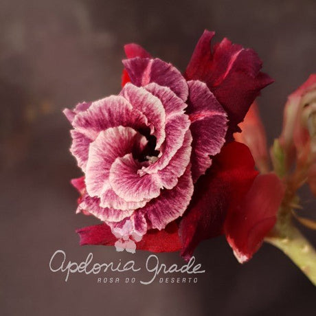 ROSA DO DESERTO CHARLIE | MULTIPÉTALAS - Apolonia Grade