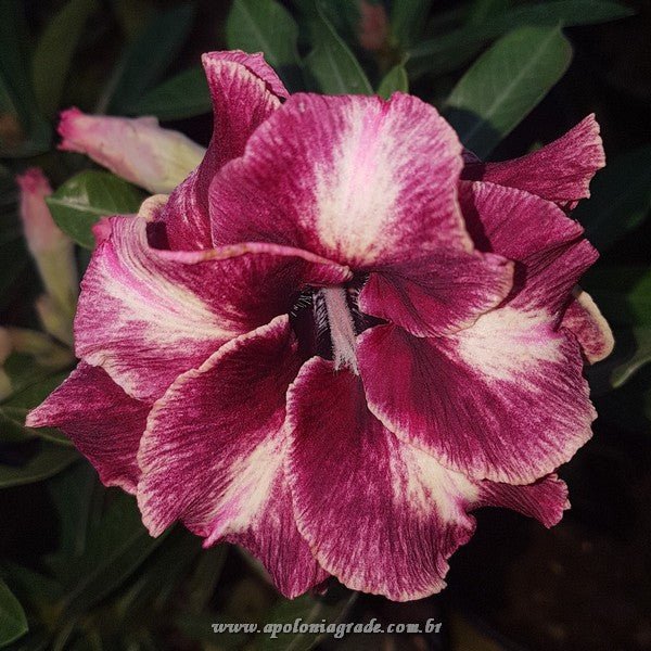 ROSA DO DESERTO CHOCOLATE DARK | DOBRADA - Apolonia Grade