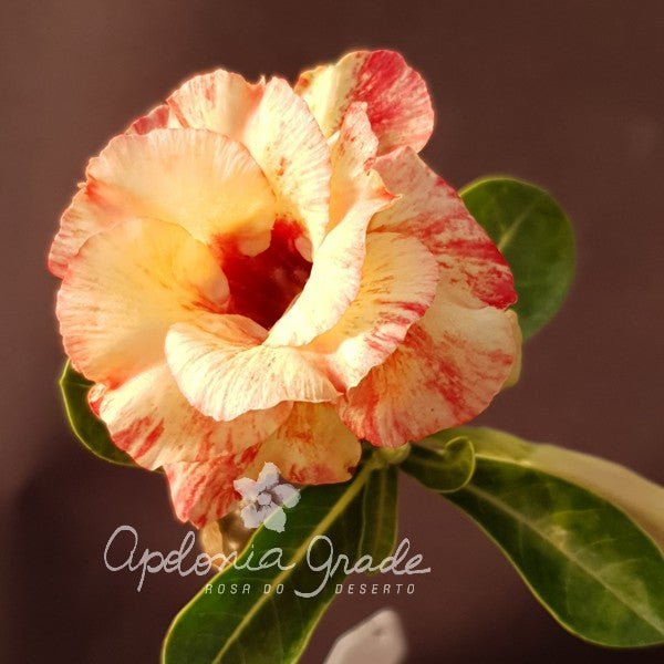 ROSA DO DESERTO COLORFUL| MULTIPÉTALAS - Apolonia Grade