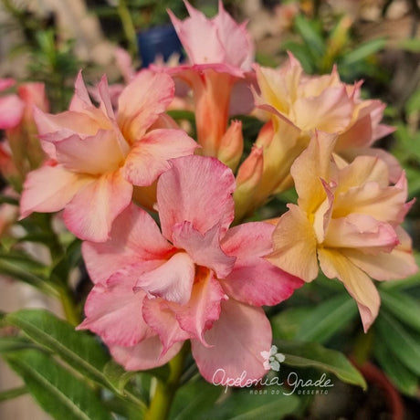 ROSA DO DESERTO CORAL - Apolonia Grade